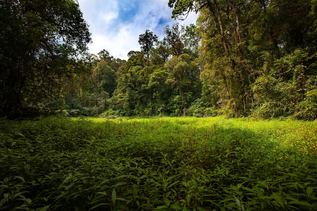 Eco-Friendly Ways to Enjoy Australia’s Daintree Rainforest